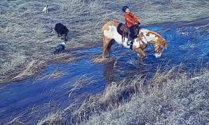 Horse Lies Down in Creek With Young Rider