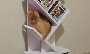 Kitten finds the most unusual place to sleep  