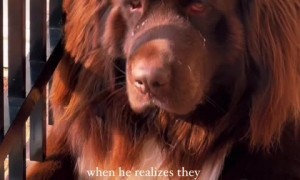 Dog gets sad because he wasn't included in the vacation!