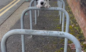 Border Collie Parkours on Bike Bars