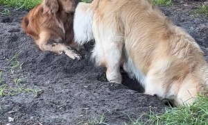 Dog Tosses Dirt Into Sibling's Face