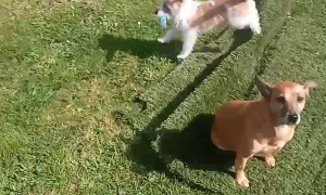 Armed Terrier Terrorizes Garden
