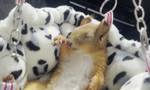 Squirrel Takes a Nap During Drive