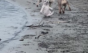 French Bulldog Puppy Stumbles While Playing