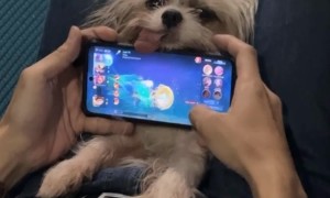 Little Dog's Tongue Gets In the Way