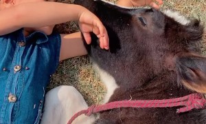 Girl Sings to Spoiled Cow