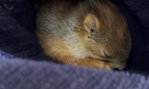 Little Squirrel Gives a Big Yawn