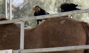 Crows Gather Hair From Shedding Horse