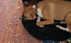 Naughty Pup Makes a Huge Mess