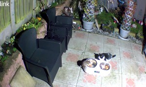 Rat Shares a Meal With Cat