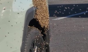Bees Swarm SUV in Parking Lot
