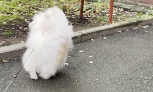 Little  Dog Walks on His Front Paws