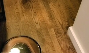 German Shepherd Tries To Get Robot Vacuum to Play Ball