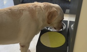 Dog Dries Muzzle After Drinking