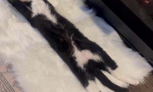 Mittens Relaxes by the Fire