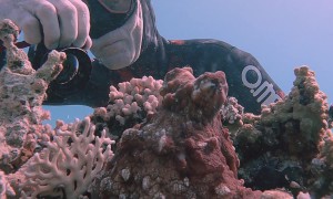 Diver Gets Up Close With a Well-Hidden Octopus