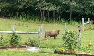 Bull Makes a Back Scratcher