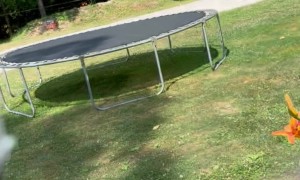 Americans Feel Freedom Banger Firework