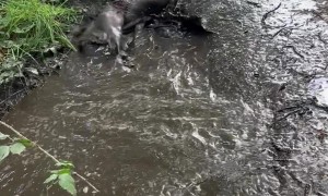 Chocolate Lab Goes Mud Snorkeling