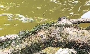 Man Removes Tangled Mess From Bird's Beak