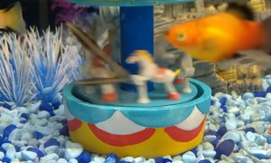 Pet Store Shenanigans