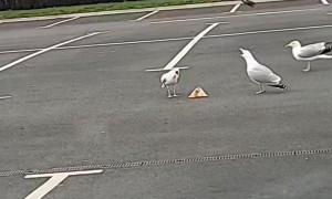 Seagulls Play Keep Away With Woman's Fast Food Order