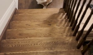 Axel the Chunky Cat Needs Help Getting Back Up the Stairs