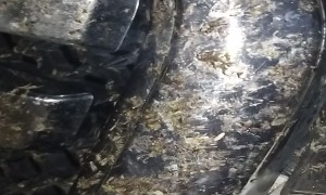 Squished Mosquitos Make Animal Print On Front Bumper