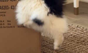 Munchkin Cat Slides Into Cardboard Box