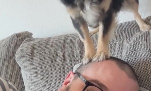Little Dog Gives Head Massage