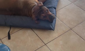 Boerboels Destroy Their Beds