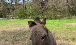 Donkey Goes Crazy for Peg-Legged Pirate Chicken