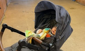 Horse Entertains Baby