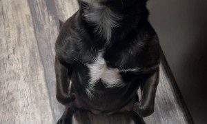 Adorable Pup Begs in the Kitchen