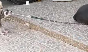 Puppy Tries To Chew Through His Friend's Leash