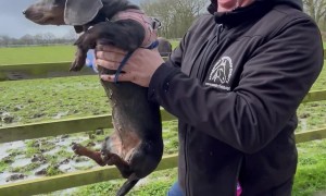 Sausage Dog Swims Laps While Being Carried Over Mud