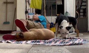 Dog Kicks Man in the Face While Playing