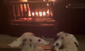 Two Lambs Warm Themselves by the Fireplace