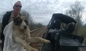 Police rescue injured dog from train tracks