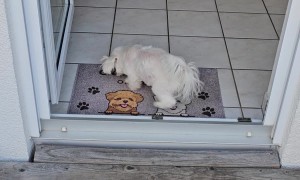 Polite Puppy Cleans His Paws on the Way In