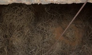 Owl Taking Flight Gives Guy a Fright