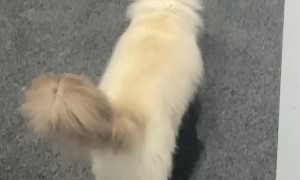 Cat Loses Mouse Inside