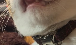 Cat Loves Forehead Scritches