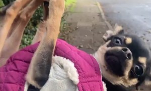 Chihuahua Does Yoga To Avoid Walking