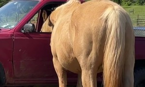 Horse Helps Himself To Potato Chips