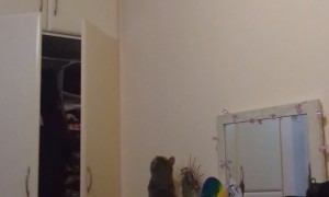 Clumsy Cat Falls From Closet Doors