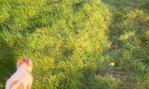 Chihuahuas Fall Down Crevice