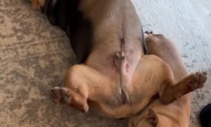 A Very Relaxed Dog Airs Himself Out
