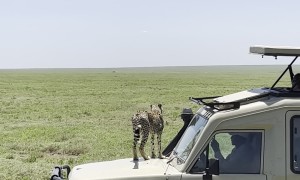 Cheetah Climbs On Car Roof