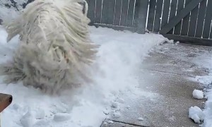 Komondor Zoomies in the Snow